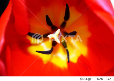 Tulip macro 16261132