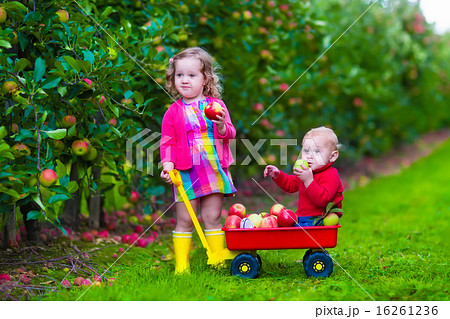 Kids picking apple on a farm 16261236