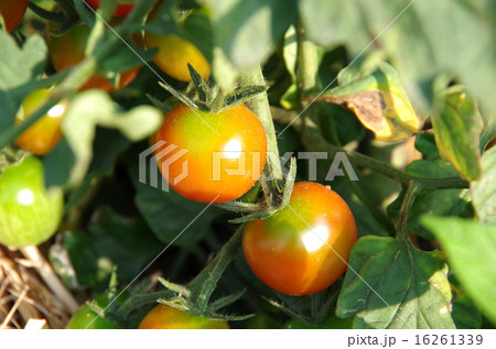 ミニトマト 16261339