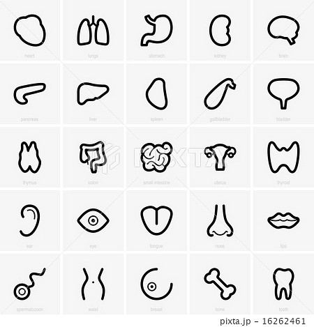 Human organs 16262461