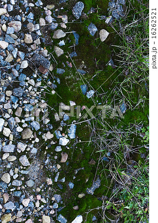 Background Of Green Moss Background Of Green Moss 16262521