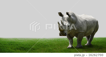 Rhino on the field. 16262700