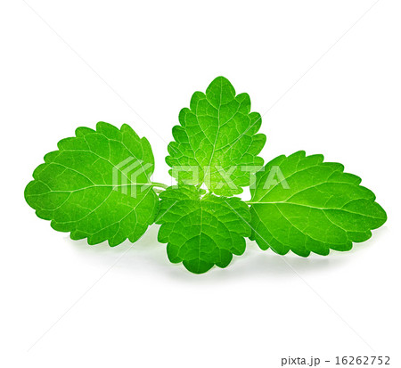 mint leaves isolated on white background 16262752