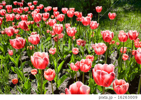 Tulips in the meadow 16263009