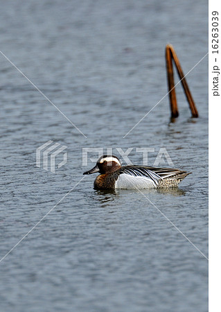 シマアジ 16263039