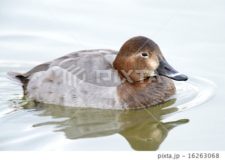 ホシハジロ 16263068