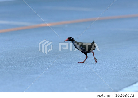 ヤンバルクイナ 16263072