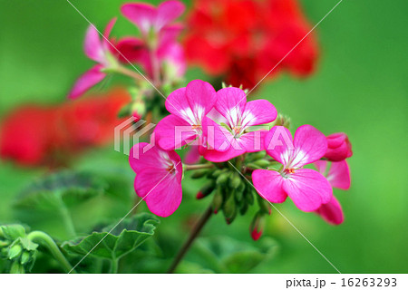 庭先を彩るゼラニウム　 16263293