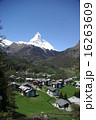新緑とマッターホルン 16263609