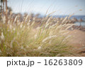 Soft summer grass background 16263809