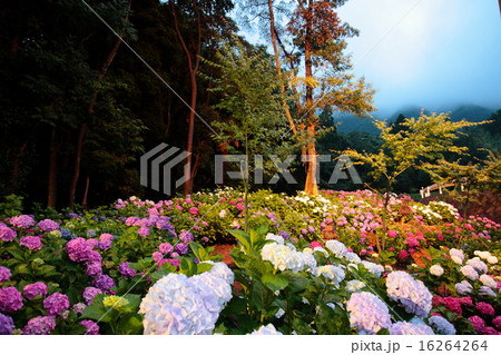 紫陽花 福岡 直方 紫陽花 福岡 直方 16264264