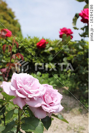 バラ 16264286