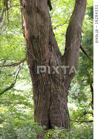 杉 原生林 【山形県】 杉 原生林 【山形県】 16264331