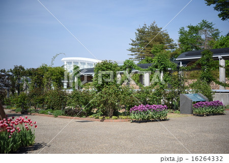 チューリップ チューリップ 16264332