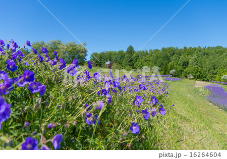 滝野すずらん公園 16264604