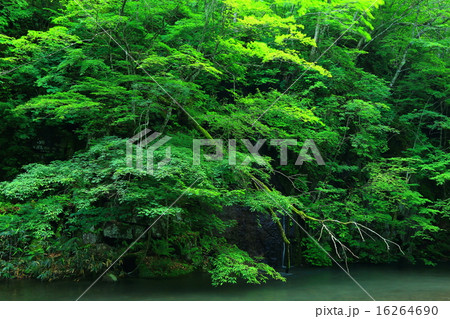 奥入瀬渓流 千筋の滝 奥入瀬渓流 千筋の滝 16264690