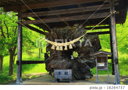 えさし藤原の郷　延命千年杉 16264737