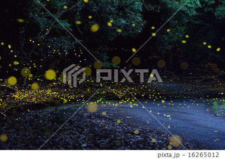 ヒメの舞う道 16265012