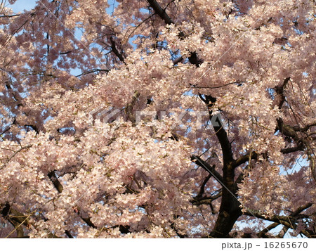 染井吉野・３ 16265670
