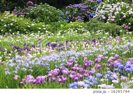 横須賀しょうぶ園 横須賀しょうぶ園 16265794