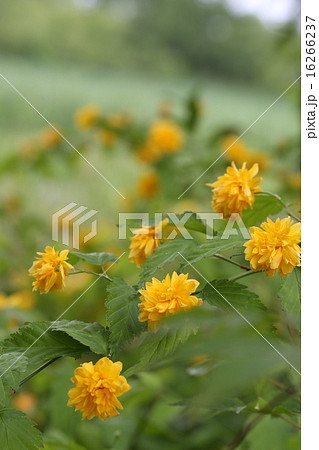 ヤマブキ ヤマブキ 16266237