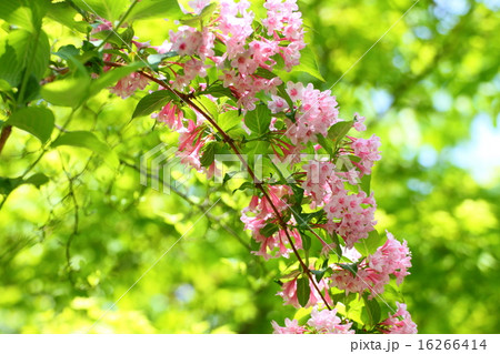 タニウツギ 16266414