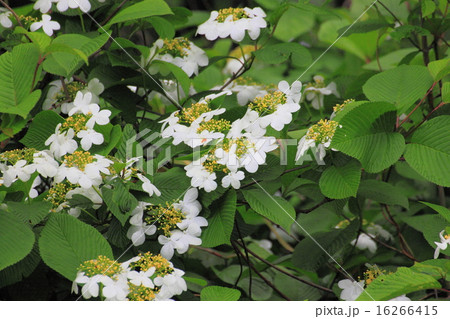 タマアジサイ 16266415