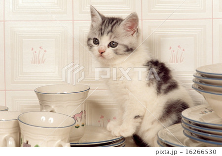 かわいい子猫 かわいい子猫 16266530