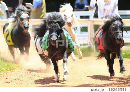 アメリカンミニチュアホースの競馬の写真素材