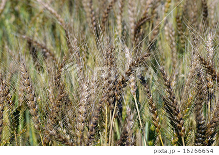 むぎばたけ むぎばたけ 16266654