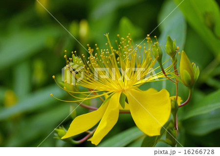 ビョウヤナギ 16266728