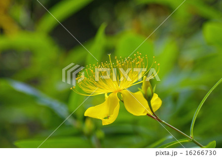 ビョウヤナギ ビョウヤナギ 16266730