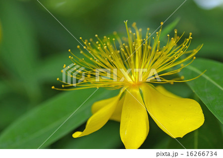 ビョウヤナギ 16266734