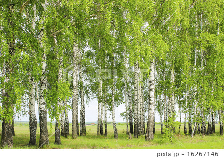 Birch trees in spring Birch trees in spring 16267146