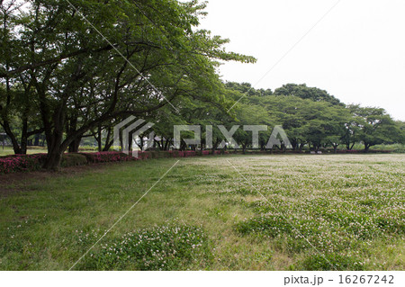 クローバーの公園 クローバーの公園 16267242