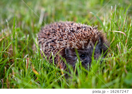 hedgehog 16267247