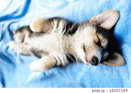 寝てる子犬の写真素材