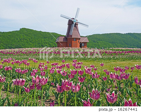 かみゆうべつチューリップ公園 かみゆうべつチューリップ公園 16267441