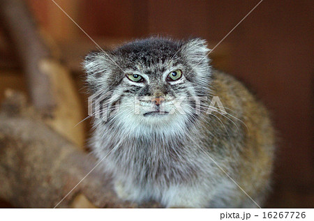 マヌルネコ マヌルネコ 16267726