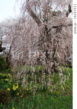 しだれ桜-3 16267811