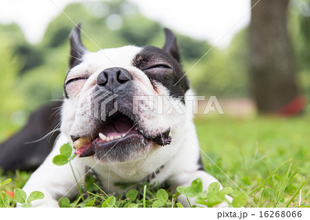 犬 ボストンテリア フレンチブルドッグ ブルドッグ かわいいの写真素材