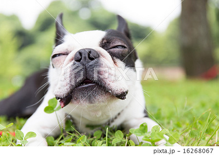 犬 ボストンテリア フレンチブルドッグ ブルドッグ かわいいの写真素材