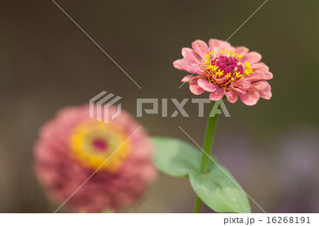 百日草 16268191