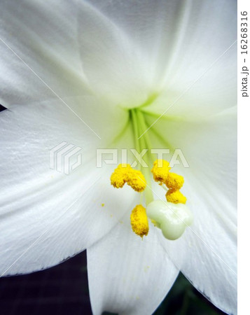 テッポウユリ テッポウユリ 16268316