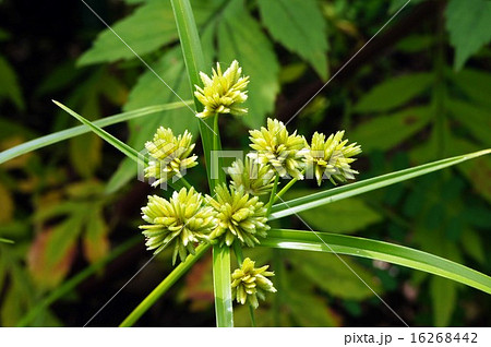 カヤツリグサ 16268442