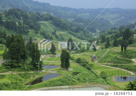 山古志の棚田 16268751