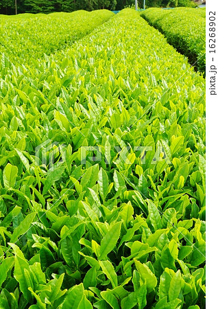 初夏の背景素材 新茶イメージ5月の茶畑の新緑 水平縦位置の写真素材