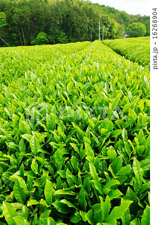 初夏の背景素材 新茶イメージ5月の茶畑の新緑 水平縦位置の写真素材