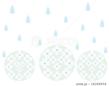 あじさい 雨 あじさい 雨 16268958