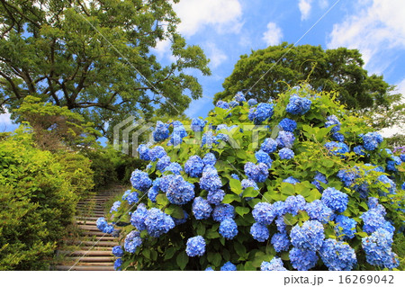 マザー牧場の紫陽花 16269042
